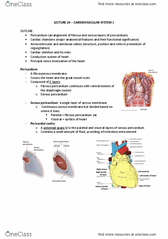 ANAT20006 Lecture Notes - Lecture 24: Serous Membrane, Heart Valve, Pericardium thumbnail