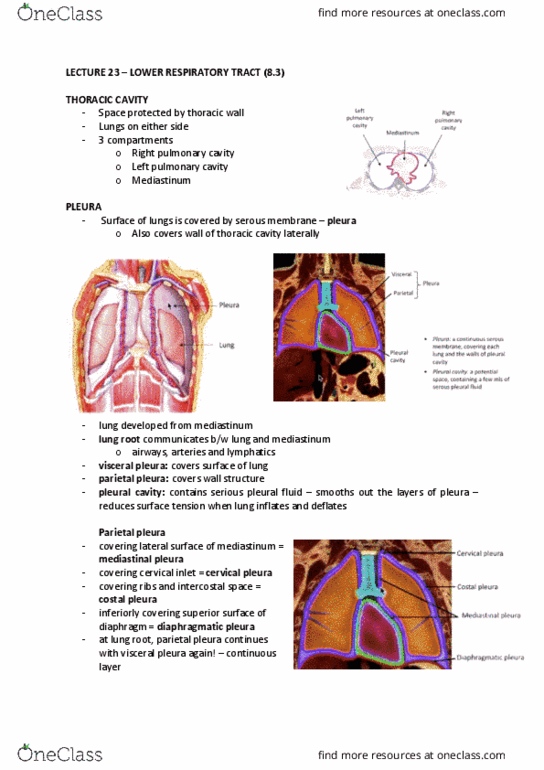 ANAT20006 Lecture Notes - Lecture 23: Pulmonary Pleurae, Thoracic Cavity, Pleural Cavity thumbnail