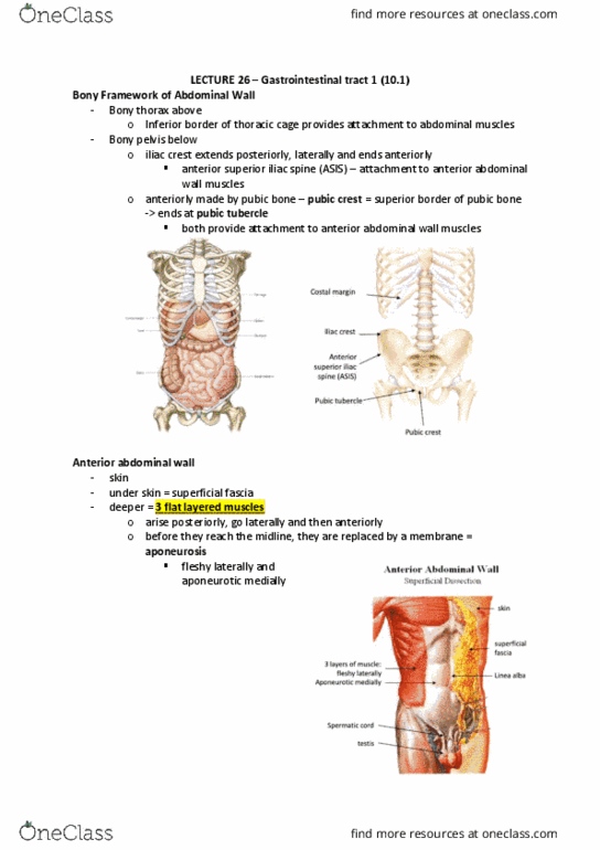 ANAT20006 Lecture Notes - Lecture 26: Iliac Crest, Pubic Tubercle, Gastrointestinal Tract thumbnail