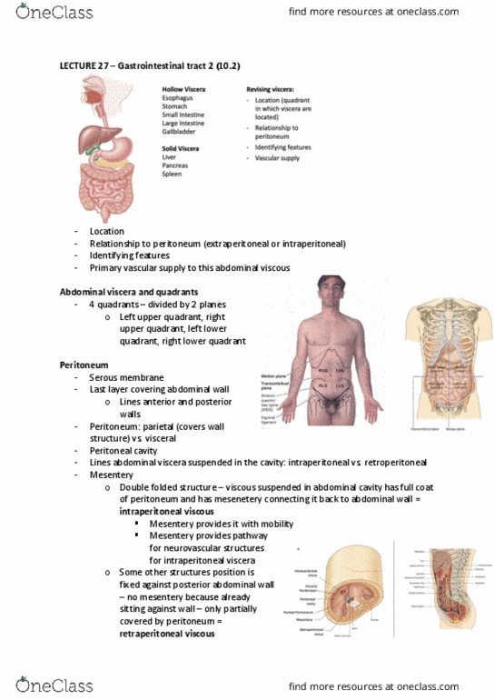 ANAT20006 Lecture Notes - Lecture 27: Abdominal Cavity, Peritoneal Cavity, Abdominal Wall thumbnail