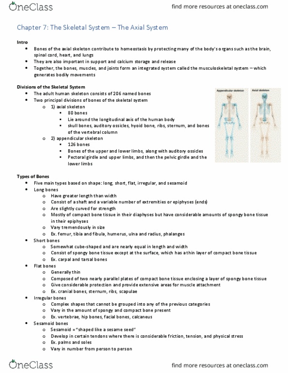 BIOL 235 Chapter Notes - Chapter 7: Shoulder Girdle, Axial Skeleton, Ossicles thumbnail