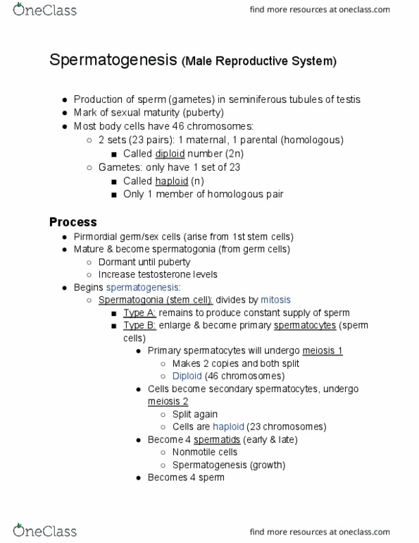 BIOL 2114 Lecture Notes - Lecture 1: Seminiferous Tubule, Spermatogonium, Spermatogenesis thumbnail