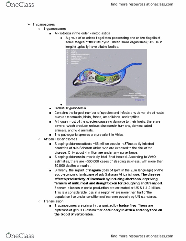 ANFS332 Lecture Notes - Lecture 24: Sub-Saharan Africa, Zulu Language, Animal Trypanosomiasis thumbnail