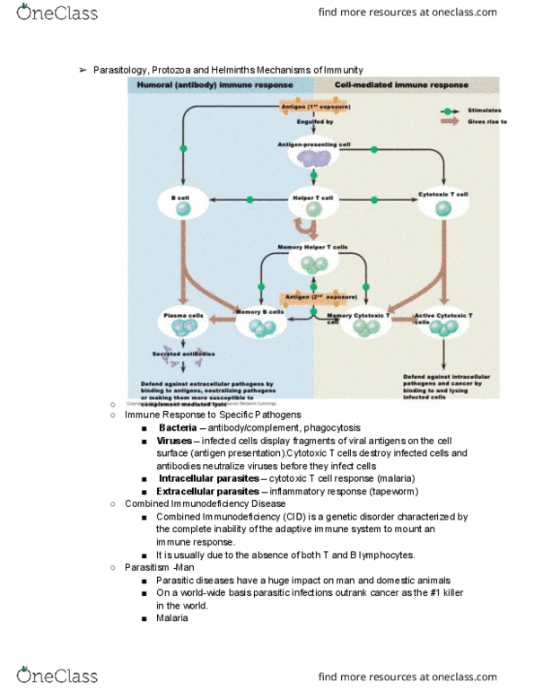 ANFS332 Lecture Notes - Lecture 22: Cytotoxic T Cell, Intracellular Parasite, Adaptive Immune System thumbnail