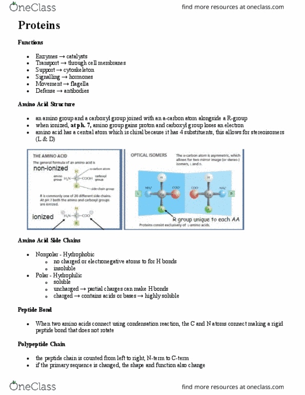 BIOL130 Lecture Notes - Lecture 2: Amine, Stereoisomerism, Electronegativity thumbnail