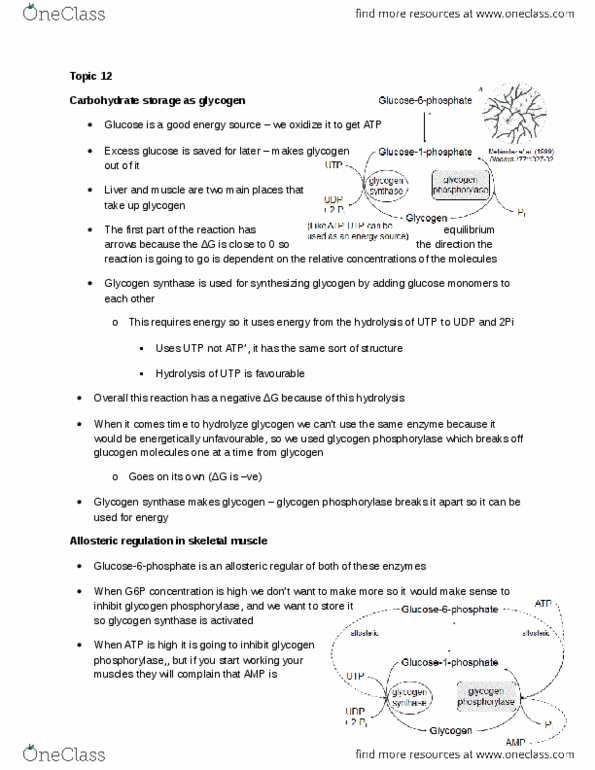 Chemistry 2223B Lecture Notes - Glycogen Phosphorylase, Glycogen Synthase, Blood Sugar thumbnail