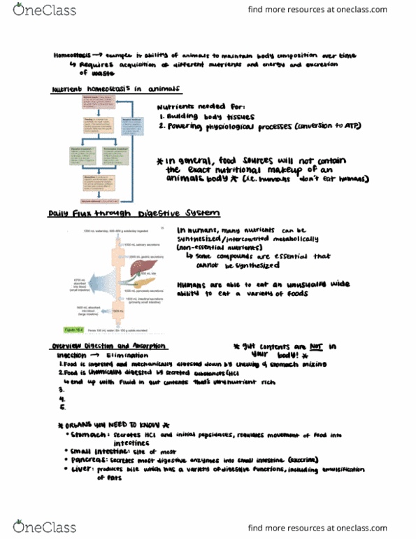 CAS BI 315 Lecture Notes - Lecture 5: Emulsion, Digestion, Homeostasis thumbnail