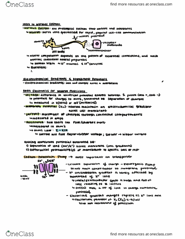 CAS BI 315 Lecture Notes - Lecture 8: Electrochemical Gradient, Membrane Potential, Human Brain thumbnail