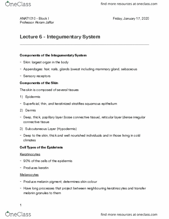 ANAT 1010 Lecture Notes - Lecture 6: Dense Irregular Connective Tissue, Loose Connective Tissue, Epithelium thumbnail