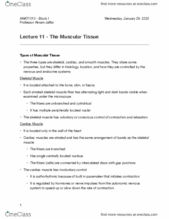 ANAT 1010 Lecture Notes - Lecture 11: Cardiac Muscle, Autonomic Nervous System, Skeletal Muscle thumbnail