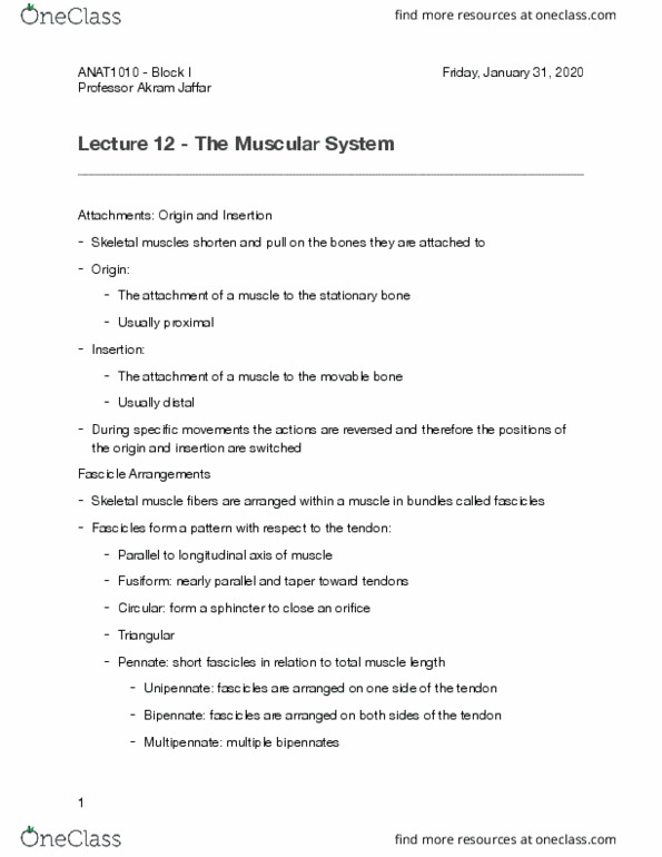 ANAT 1010 Lecture Notes - Lecture 12: Skeletal Muscle, Mastoid Part Of The Temporal Bone, Costal Cartilage thumbnail