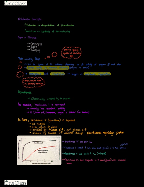 BIOC 3560 Lecture Notes - Lecture 3: Hexokinase, Glucokinase, Anabolism thumbnail