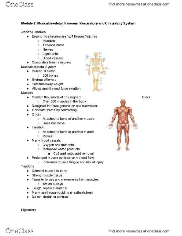 AH 3574 Lecture Notes - Lecture 2: Human Skeleton, Metabolic Waste, Sprain thumbnail