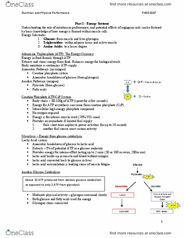 HPED 2507 Lecture Notes - Lecture 19: Phosphocreatine, Lactic Acid, Blood Sugar thumbnail