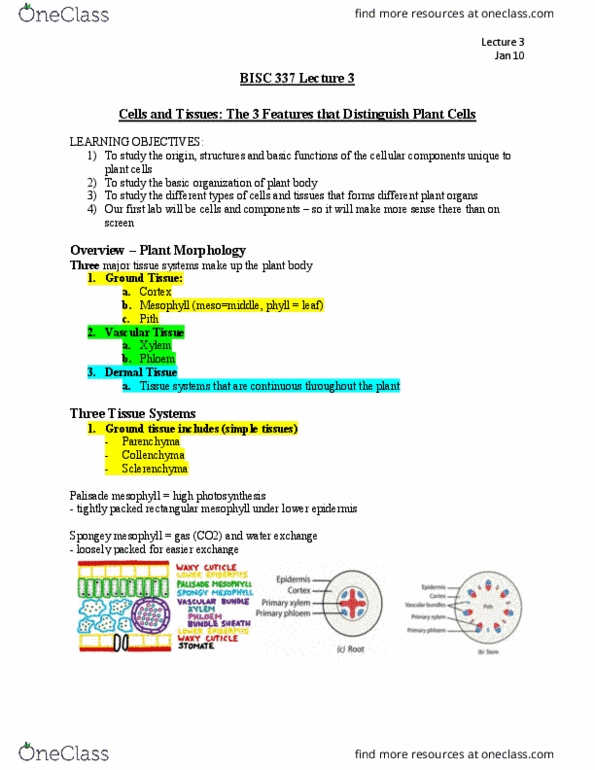 BISC 337 Lecture Notes - Lecture 3: Vascular Tissue, Ground Tissue, Gas Exchange thumbnail