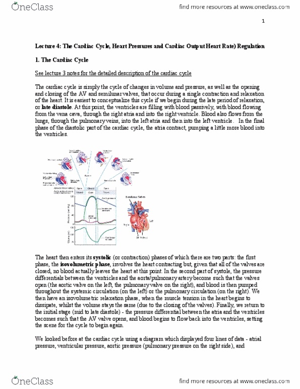 BIOC34H3 Lecture Notes - Lecture 4: Mean Arterial Pressure, Aortic Valve, Heart Valve thumbnail