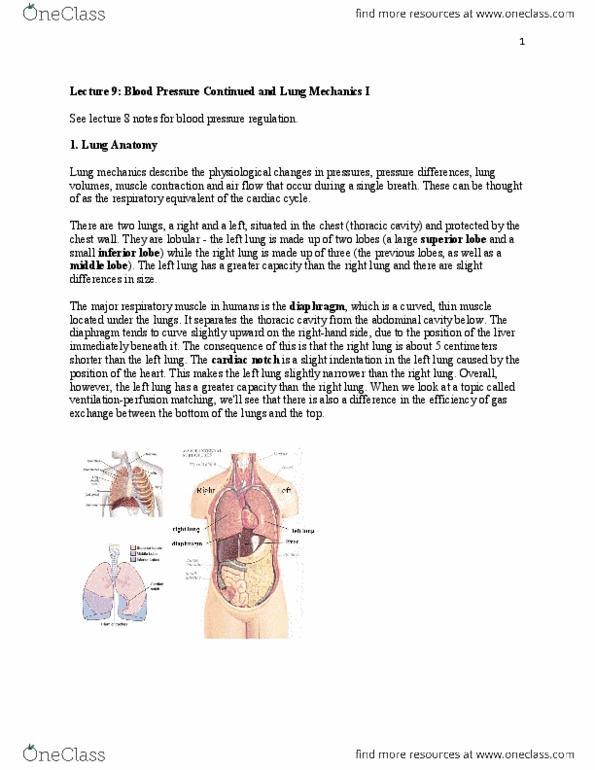 BIOC34H3 Lecture Notes - Lecture 9: Pulmonary Alveolus, Bronchiole, Alveolar Duct thumbnail