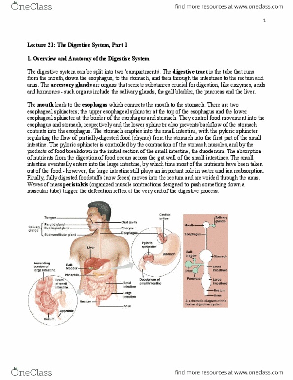 BIOC34H3 Lecture Notes - Hiatus Hernia, Submandibular Gland, Sublingual Gland thumbnail