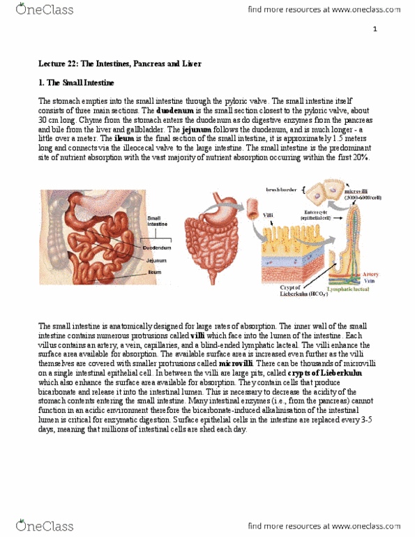 BIOC34H3 Lecture Notes - Pancreatic Duct, Pylorus, Pancreatic Lipase Family thumbnail