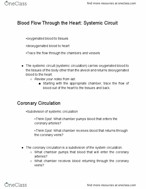 BIOL 221 Lecture Notes - Lecture 2: Coronary Circulation, Circulatory System, Endomysium thumbnail