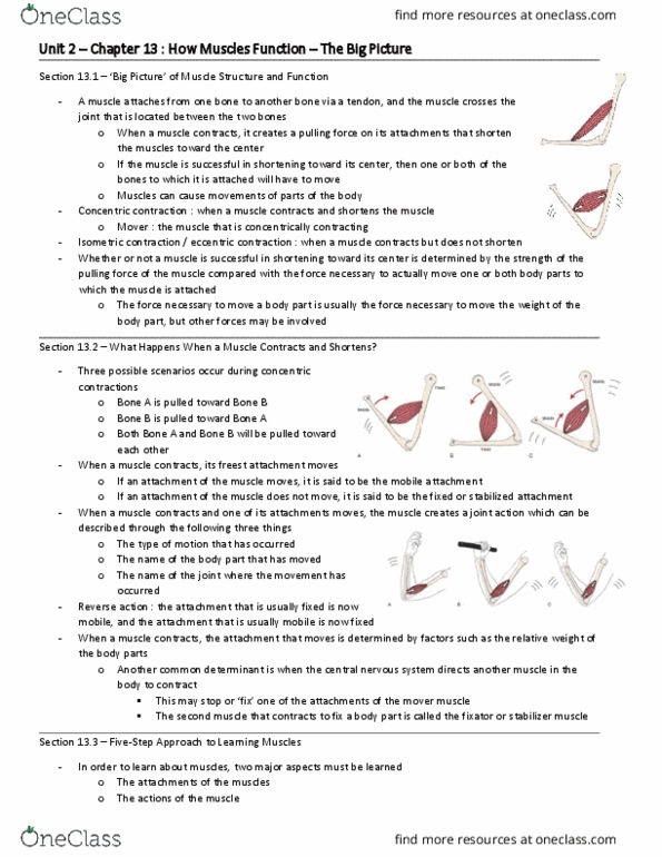 HP 2306 Chapter Notes - Chapter 13: Muscle Contraction, Transverse Plane, Gluteus Medius Muscle thumbnail