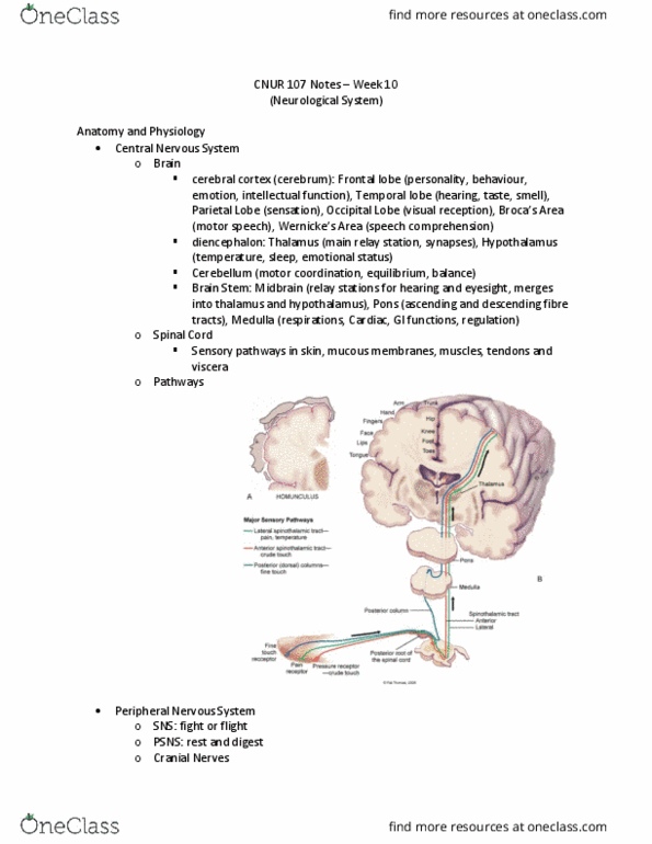 CNUR 107 Lecture Notes - Lecture 10: Peripheral Nervous System, Frontal Lobe, Temporal Lobe thumbnail