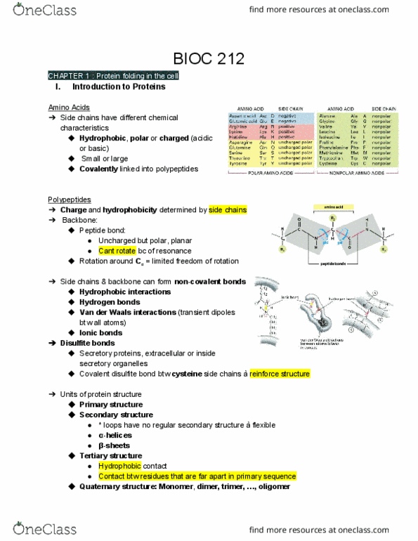 ANAT 212 Lecture Notes - Lecture 1: Peptide Bond, Oligomer, Protein Folding thumbnail