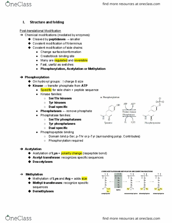ANAT 212 Lecture Notes - Lecture 2: Isopeptide Bond, Phosphatase, Acetyltransferase thumbnail