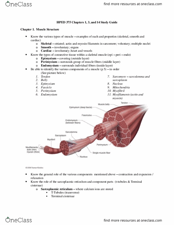 KHSS 375 Chapter Notes - Chapter 1, 3, 14: Endoplasmic Reticulum, Skeletal Muscle, Myocyte thumbnail