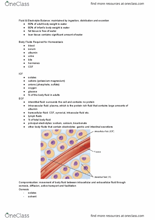 NURS 224 Lecture Notes - Lecture 8: Transcellular Fluid, Fluid Compartments, Extracellular Fluid thumbnail