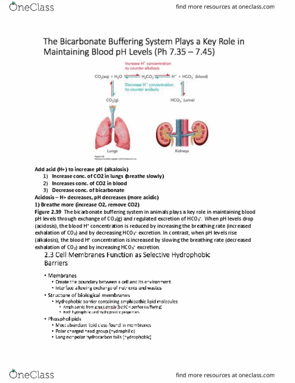 CH250 Lecture Notes - Lecture 19: Bicarbonate Buffer System, Alkalosis, Acidosis thumbnail