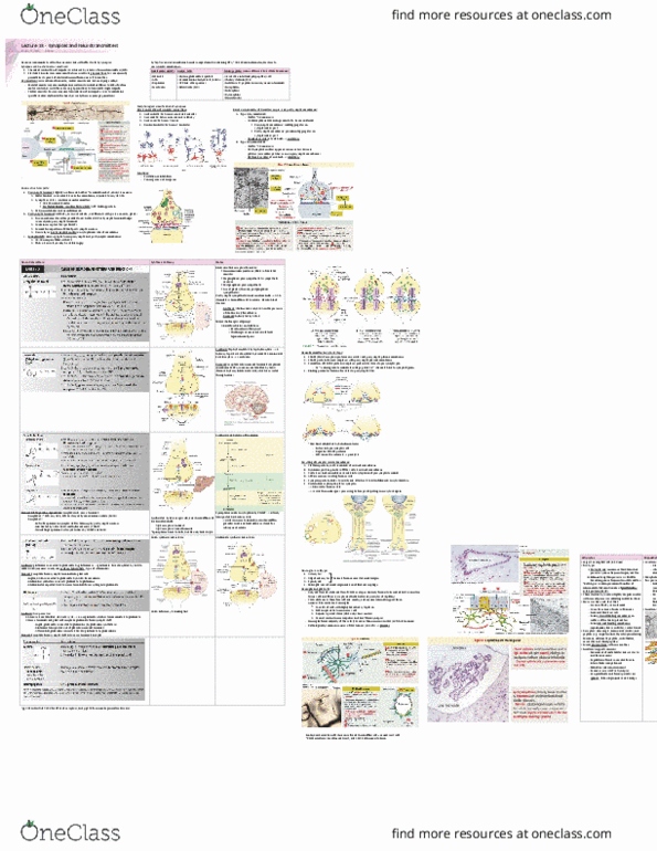 Medical Sciences 3999A/B/Y Lecture Notes - Lecture 18: Vasoactive Intestinal Peptide, Glutamine Synthetase, Chemical Synapse thumbnail
