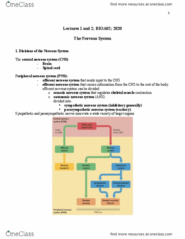 BIOA02H3 Lecture Notes - Lecture 1: Sympathetic Nervous System, Somatic Nervous System, Peripheral Nervous System thumbnail