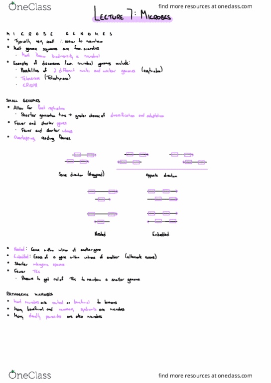 Biology 2581B Lecture Notes - Lecture 7: Tetrahymena, Crispr, Intron thumbnail