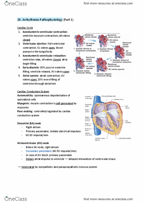 PHRM 211 Lecture Notes - Lecture 24: Electrical Conduction System Of The Heart, Heart Valve, Parasympathetic Nervous System thumbnail