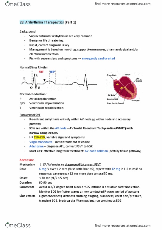 PHRM 211 Lecture Notes - Lecture 28: Av Nodal Reentrant Tachycardia, Atrioventricular Node, Cardiac Arrhythmia thumbnail