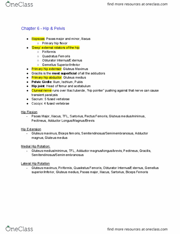 ENS 303 Lecture Notes - Lecture 20: Gluteus Maximus Muscle, Biceps Femoris Muscle, Adductor Magnus Muscle thumbnail