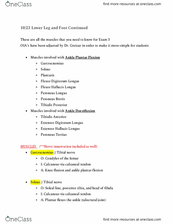 ENS 303 Lecture Notes - Lecture 18: Flexor Digitorum Longus Muscle, Achilles Tendon, Tibial Nerve thumbnail