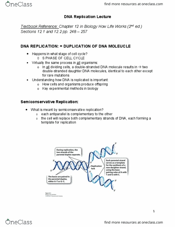 BIOL 1010U Lecture Notes - Lecture 12: Semiconservative Replication, Deoxyribose, Exergonic Reaction thumbnail