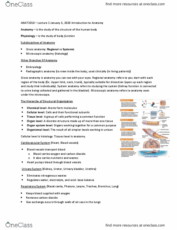 ANAT 3010 Lecture Notes - Lecture 1: Urinary Bladder, Nasal Cavity, Upper Limb thumbnail
