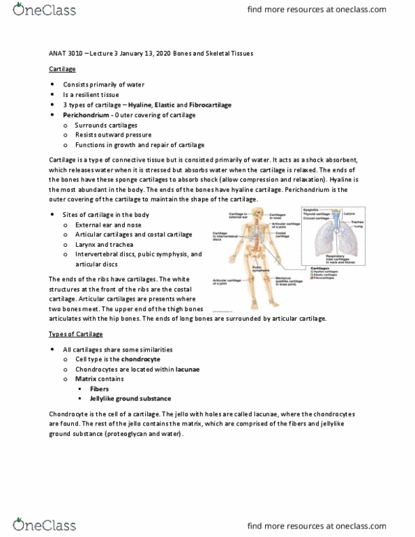 ANAT 3010 Lecture Notes - Lecture 3: Intervertebral Disc, Elastic Cartilage, Femur thumbnail
