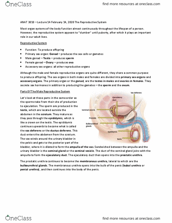 ANAT 3010 Lecture Notes - Lecture 14: Vas Deferens, Ejaculatory Duct, Prostatic Urethra thumbnail