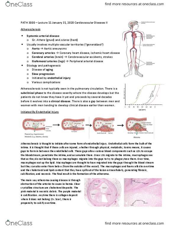 PATH 3000 Lecture Notes - Lecture 11: Coronary Artery Disease, Coronary Circulation, Peripheral Artery Disease thumbnail