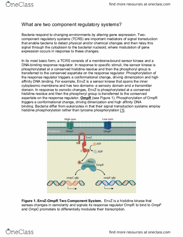 MICB 325 Lecture Notes - Lecture 5: Histidine Kinase, T-Cell Receptor, Signal Transduction thumbnail