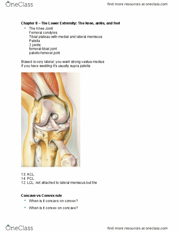 01:377:303 Lecture Notes - Lecture 8: Lateral Condyle Of Femur, Lower Extremity Of Femur, Lateral Meniscus thumbnail