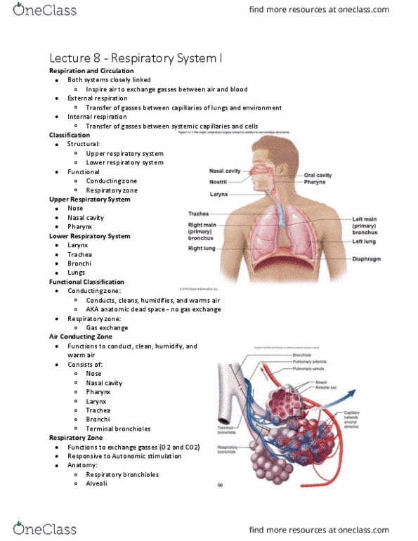 Kinesiology 3222A/B Lecture Notes - Lecture 8: Bronchiole, Bronchus, Trachea thumbnail