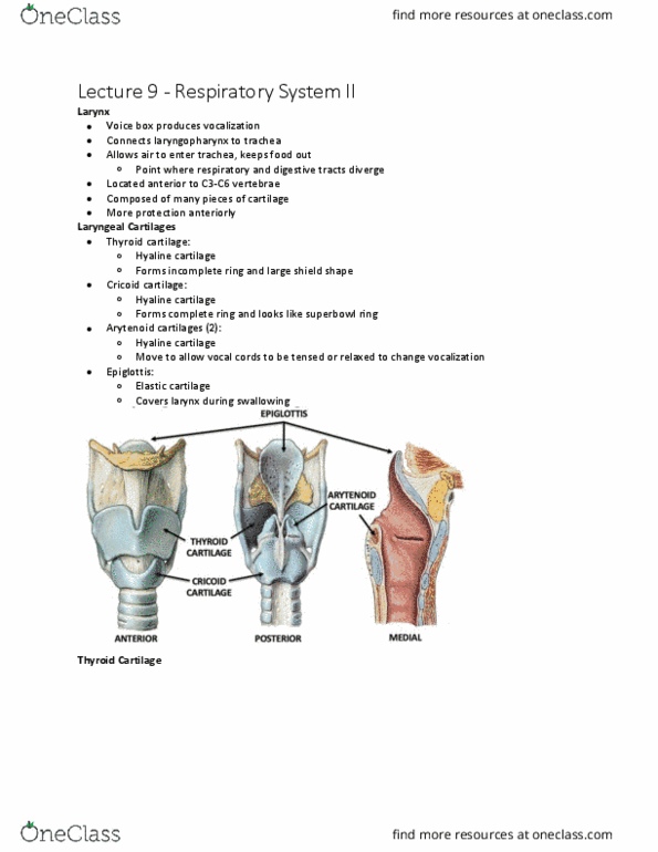 Kinesiology 3222A/B Lecture Notes - Lecture 9: Hyaline Cartilage, Thyroid Cartilage, Elastic Cartilage thumbnail