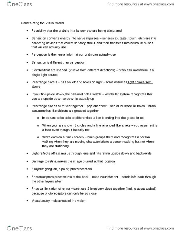 PSYCH 1XX3 Lecture Notes - Visual Acuity, Optic Chiasm, Visual Cortex thumbnail