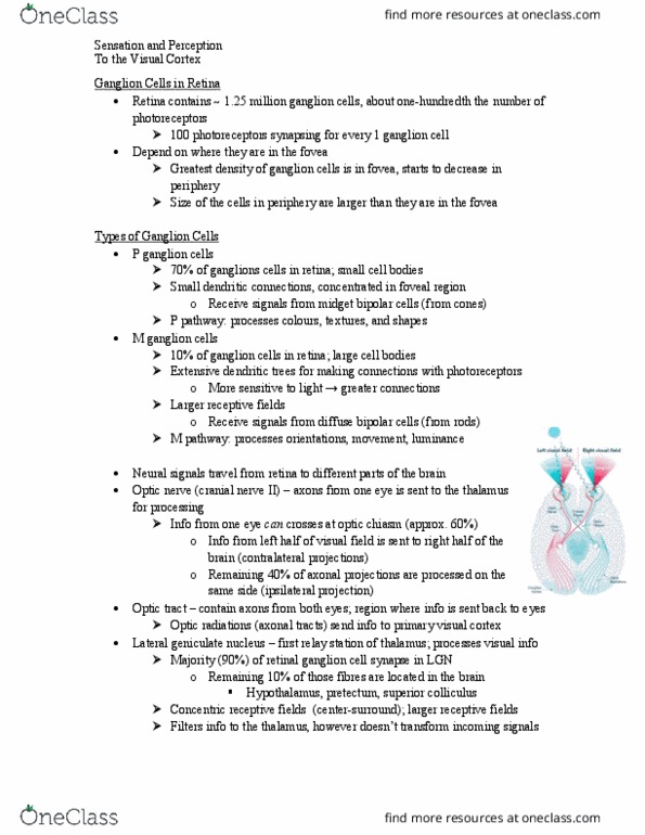 PSY280H5 Lecture Notes - Lecture 5: Optic Nerve, Visual Cortex, Lateral Geniculate Nucleus thumbnail