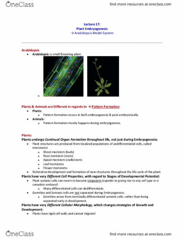 CBNS 108 Lecture Notes - Lecture 17: Plant Embryogenesis, Pattern Formation, Flowering Plant thumbnail